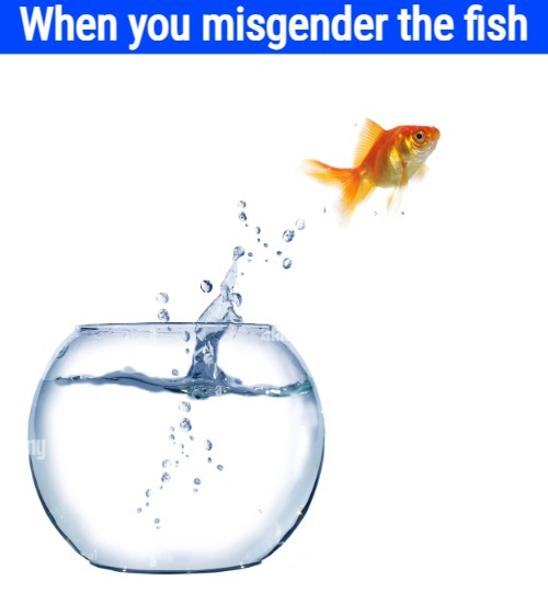 When you misgender the fish | image tagged in gender identity,funny | made w/ Imgflip meme maker