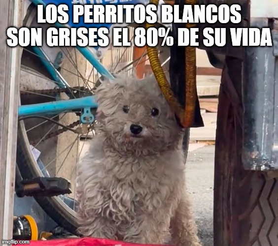 dogs | LOS PERRITOS BLANCOS SON GRISES EL 80% DE SU VIDA | image tagged in dogs pets funny | made w/ Imgflip meme maker