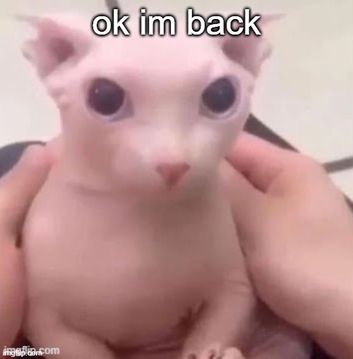 bingus | ok im back | image tagged in bingus | made w/ Imgflip meme maker