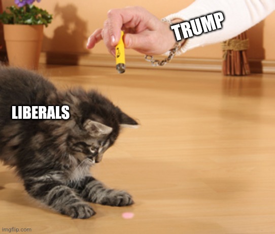 cat laser pointer | TRUMP LIBERALS | image tagged in cat laser pointer | made w/ Imgflip meme maker