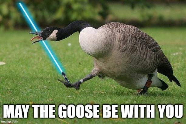 Jedi Goose | MAY THE GOOSE BE WITH YOU | image tagged in ducks | made w/ Imgflip meme maker