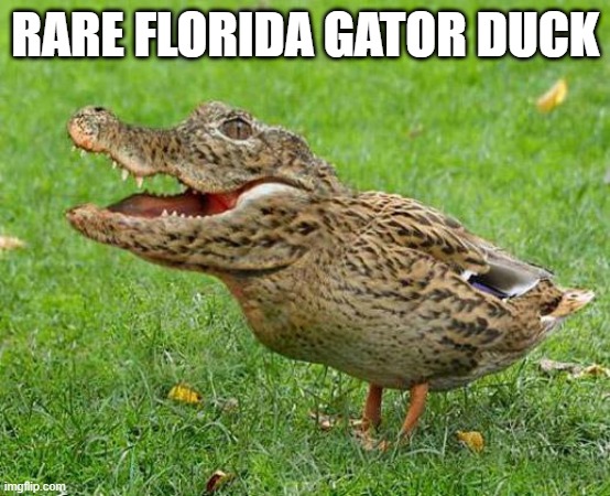 Gator Duck | RARE FLORIDA GATOR DUCK | image tagged in ducks | made w/ Imgflip meme maker