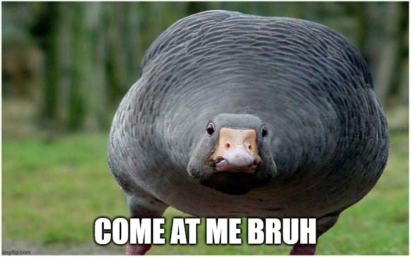 Puffed | COME AT ME BRUH | image tagged in ducks | made w/ Imgflip meme maker