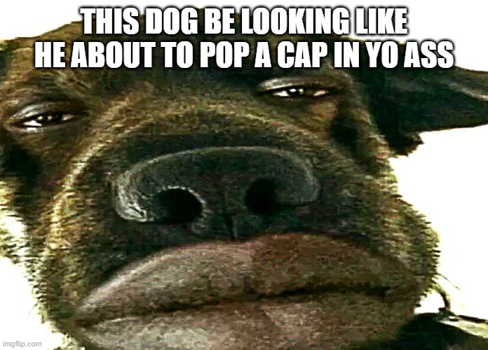 Thug Dog | THIS DOG BE LOOKING LIKE HE ABOUT TO POP A CAP IN YO ASS | image tagged in dogs | made w/ Imgflip meme maker