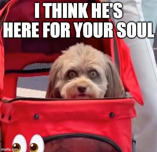 Demon Dog | I THINK HE'S HERE FOR YOUR SOUL | image tagged in dogs | made w/ Imgflip meme maker