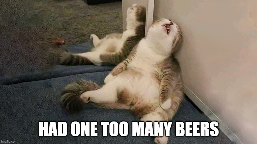 Drunk Cat | HAD ONE TOO MANY BEERS | image tagged in cats | made w/ Imgflip meme maker