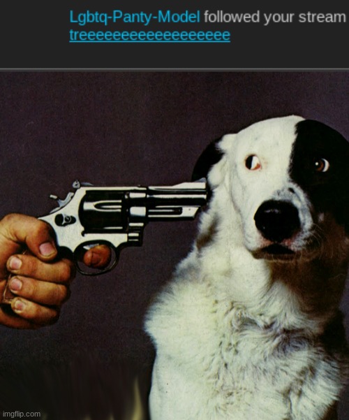 image tagged in dog at gunpoint | made w/ Imgflip meme maker