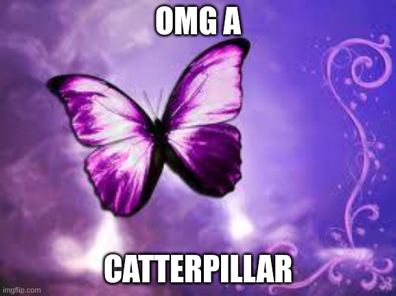 Purple Butterfly | OMG A CATTERPILLAR | image tagged in purple butterfly | made w/ Imgflip meme maker