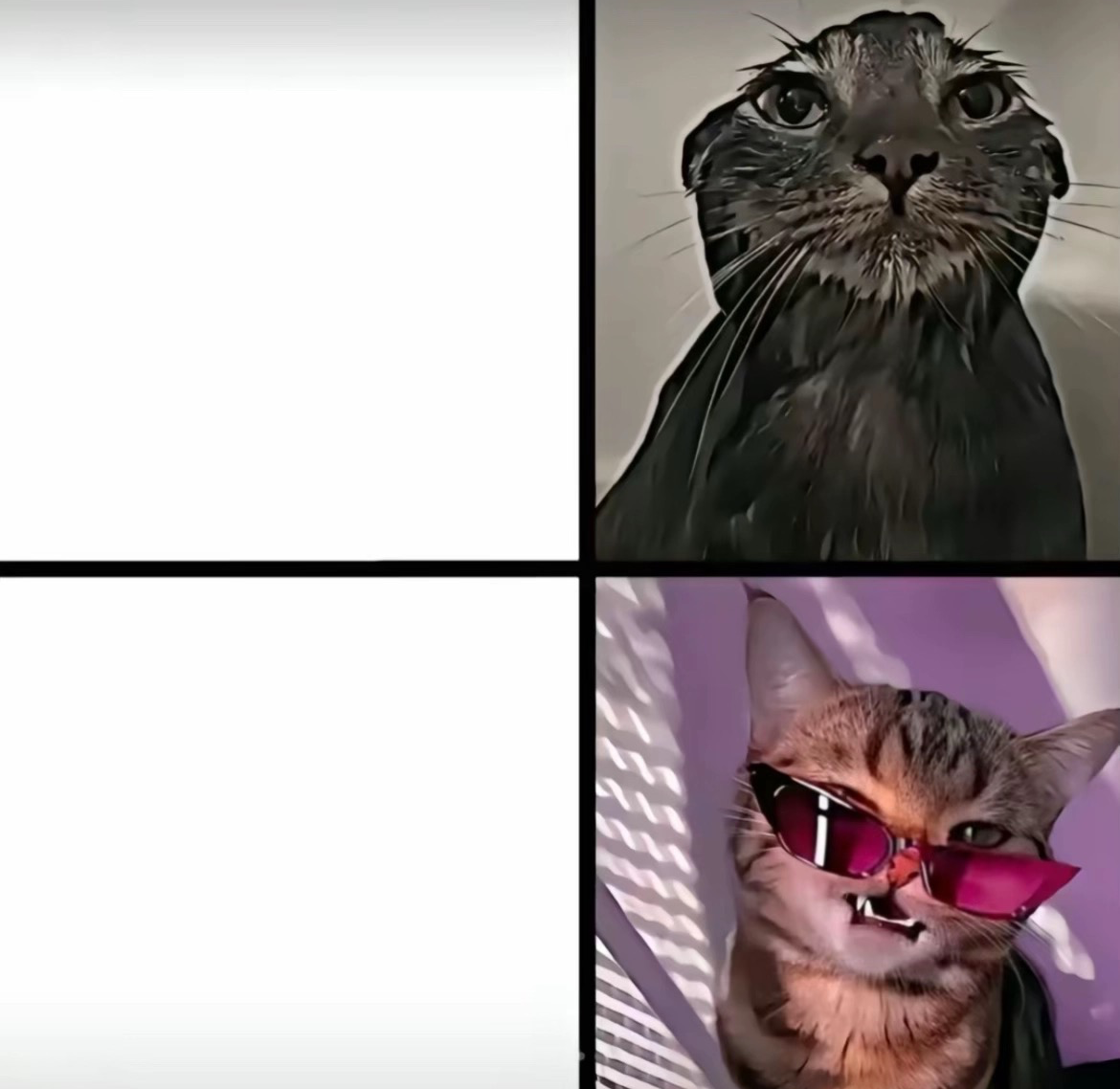 Funny cat Blank Meme Template