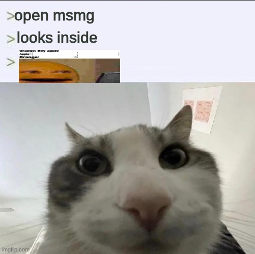 Cat looks inside | open msmg; looks inside | image tagged in cat looks inside | made w/ Imgflip meme maker