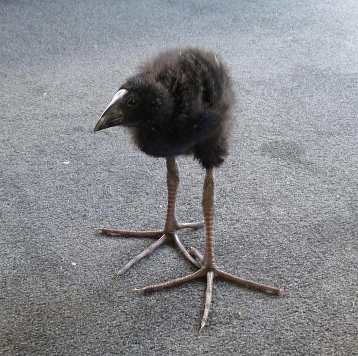 Pukeko chick Blank Meme Template