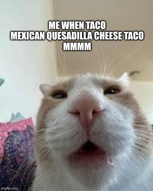 image tagged in catto,mexican,cheese,silly,cat,relatable | made w/ Imgflip meme maker