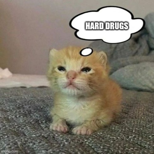 image tagged in cats,silly,don't do drugs | made w/ Imgflip meme maker