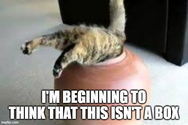 memes by Brad - Cat now thinks that he's not in a box - humor - | I'M BEGINNING TO THINK THAT THIS ISN'T A BOX | image tagged in cats,funny,kittens,box,humor | made w/ Imgflip meme maker