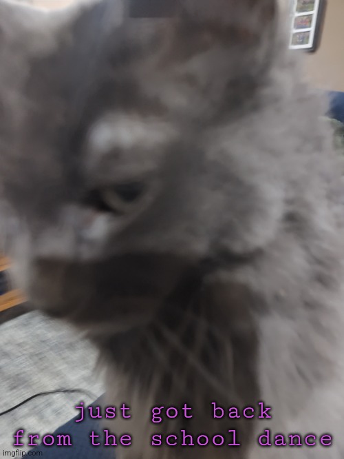 ㅤ | just got back from the school dance | image tagged in 32's cat | made w/ Imgflip meme maker