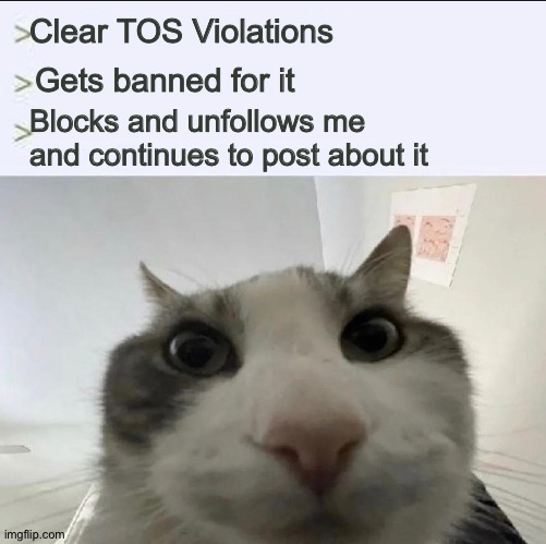 Cat looks inside | Clear TOS Violations; Gets banned for it; Blocks and unfollows me and continues to post about it | image tagged in cat looks inside | made w/ Imgflip meme maker