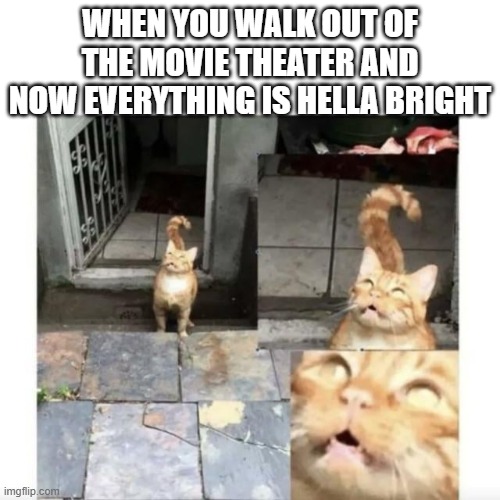 You feel as though you've ascended to the heavens | WHEN YOU WALK OUT OF THE MOVIE THEATER AND NOW EVERYTHING IS HELLA BRIGHT | image tagged in memes,funny,cats,movie | made w/ Imgflip meme maker