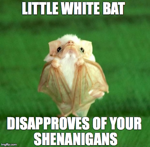 LITTLE WHITE BAT DISAPPROVES OF
YOUR SHENANIGANS | made w/ Imgflip meme maker