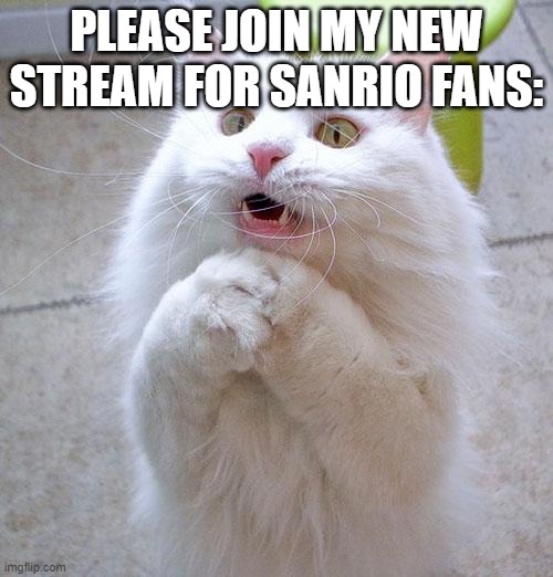 Begging Cat | PLEASE JOIN MY NEW STREAM FOR SANRIO FANS: | image tagged in begging cat | made w/ Imgflip meme maker