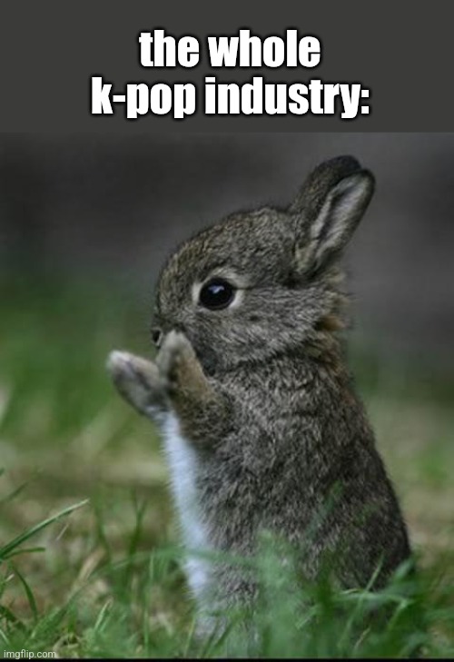 it's either bunnies or dogs | the whole k-pop industry: | image tagged in cute bunny | made w/ Imgflip meme maker