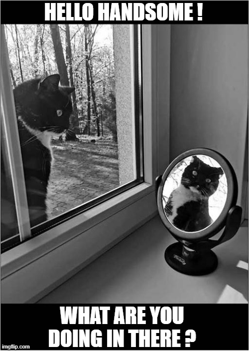 Who Are You ? | HELLO HANDSOME ! WHAT ARE YOU DOING IN THERE ? | image tagged in cats,mirror,reflection | made w/ Imgflip meme maker