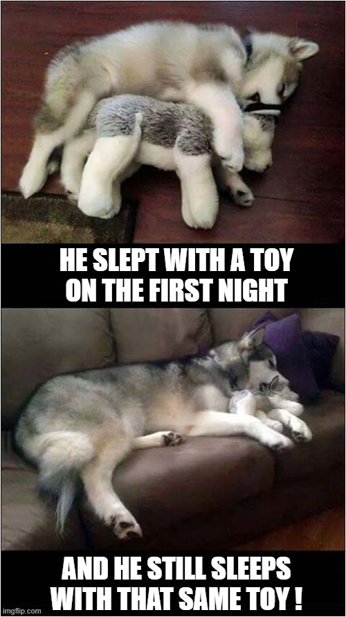 We All Need A Cuddly Toy ! | HE SLEPT WITH A TOY
ON THE FIRST NIGHT; AND HE STILL SLEEPS
WITH THAT SAME TOY ! | image tagged in dogs,husky,puppy,toy | made w/ Imgflip meme maker