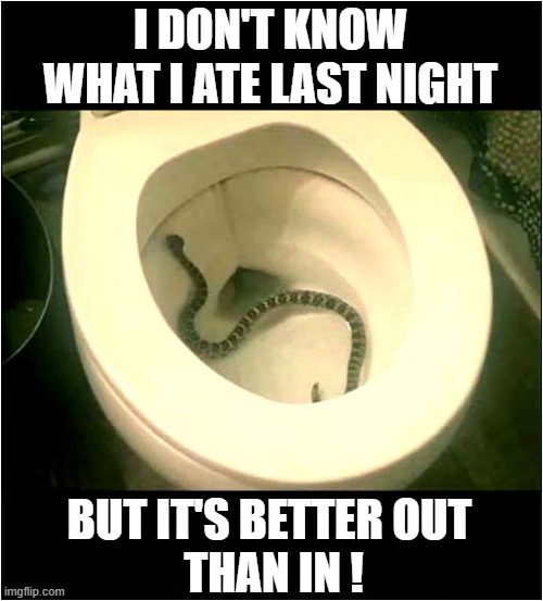 A Toilet Nightmare ! | I DON'T KNOW WHAT I ATE LAST NIGHT; BUT IT'S BETTER OUT
 THAN IN ! | image tagged in toilet,snake,nightmare,dark humour | made w/ Imgflip meme maker