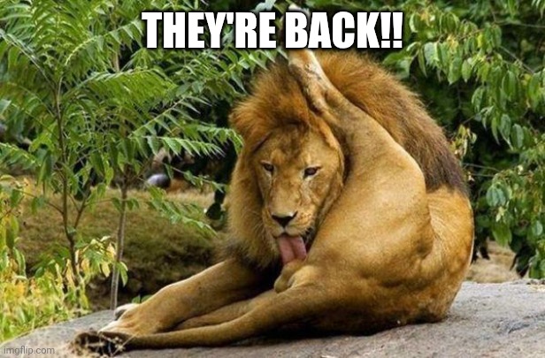 lion licking balls | THEY'RE BACK!! | image tagged in lion licking balls | made w/ Imgflip meme maker