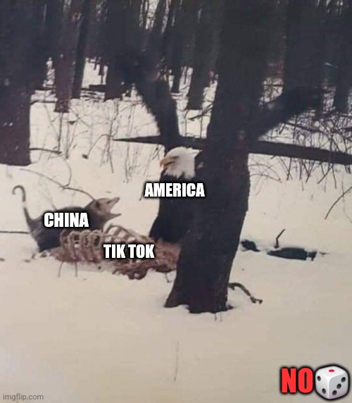 AMERICA; CHINA; TIK TOK; NO🎲 | image tagged in funny | made w/ Imgflip meme maker