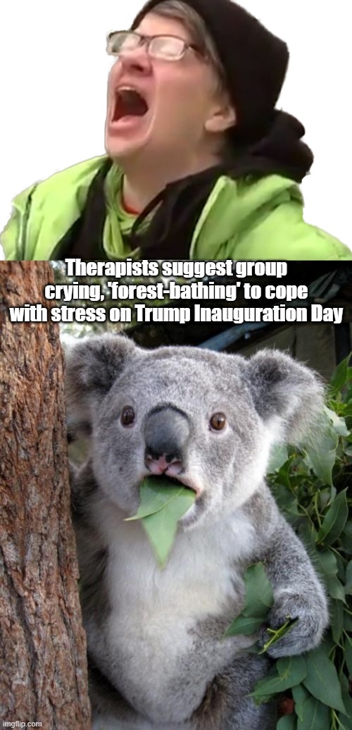 Therapists suggest group crying, 'forest-bathing' to cope with stress on Trump Inauguration Day | image tagged in screaming liberal,memes,surprised koala | made w/ Imgflip meme maker