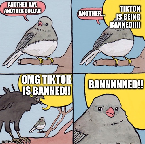 Yall get on my nerves | TIKTOK IS BEING BANNED!!!! ANOTHER DAY, ANOTHER DOLLAR; ANOTHER…; BANNNNNED!! OMG TIKTOK IS BANNED!! | image tagged in interrupting bird,tiktok sucks,tiktok,grow up,annoying | made w/ Imgflip meme maker