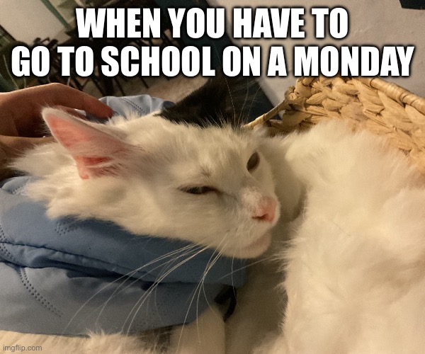 Annoyed cat | WHEN YOU HAVE TO GO TO SCHOOL ON A MONDAY | image tagged in annoyed cat | made w/ Imgflip meme maker