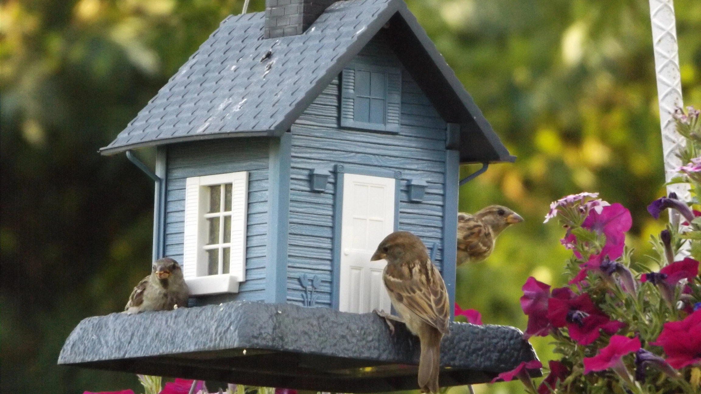 Birdhouse Blank Meme Template