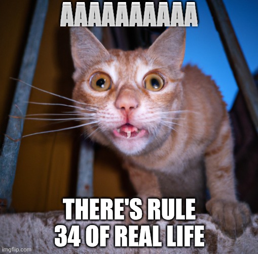 goofy ass cat | AAAAAAAAAA; AAAAAAAAAA; , THERE'S RULE 34 OF REAL LIFE | image tagged in goofy ass cat | made w/ Imgflip meme maker