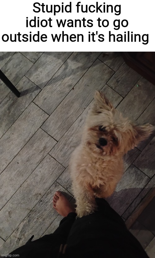 Stupid fucking idiot wants to go outside when it's hailing | made w/ Imgflip meme maker