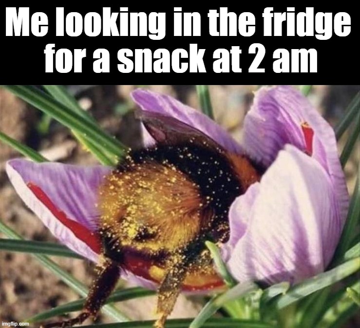 All the way in the back | Me looking in the fridge 
for a snack at 2 am | image tagged in snacks | made w/ Imgflip meme maker