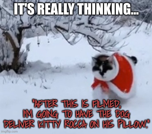 IT'S REALLY THINKING... "AFTER THIS IS FILMED, I'M GOING TO HAVE THE DOG DELIVER KITTY ROCCA ON HIS PILLOW." | made w/ Imgflip meme maker