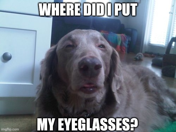 High Dog | WHERE DID I PUT; MY EYEGLASSES? | image tagged in memes,high dog | made w/ Imgflip meme maker