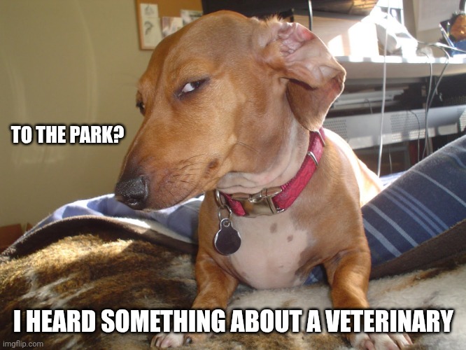 Suspicious Dog | TO THE PARK? I HEARD SOMETHING ABOUT A VETERINARY | image tagged in suspicious dog | made w/ Imgflip meme maker