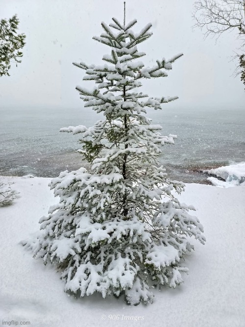 SNOW COVERED PINE TREE ON THE LAKE | image tagged in winter,snow,trees,lake | made w/ Imgflip meme maker