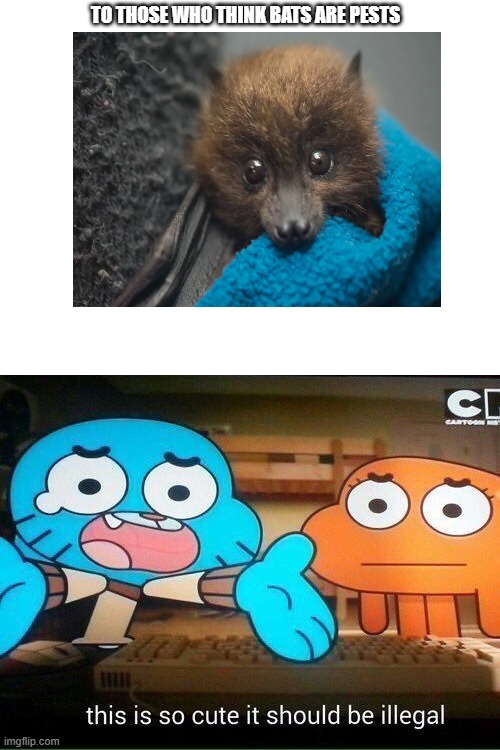 goober | TO THOSE WHO THINK BATS ARE PESTS | image tagged in this is so cute it should be illegal,bats,the amazing world of gumball,baby,cute | made w/ Imgflip meme maker