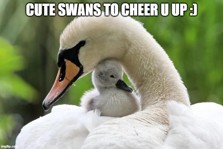 If your having a bad day | CUTE SWANS TO CHEER U UP :) | image tagged in swan,cute,adorable,birds,baby,mother | made w/ Imgflip meme maker