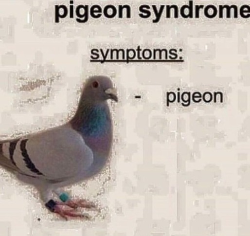 pigeon | image tagged in pigeon | made w/ Imgflip meme maker