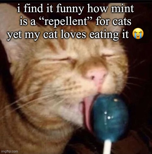 she also likes cheese | i find it funny how mint is a “repellent” for cats yet my cat loves eating it 😭 | image tagged in silly goober 2 | made w/ Imgflip meme maker