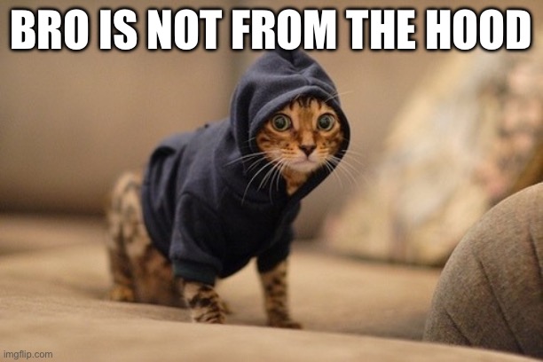 Actually back | BRO IS NOT FROM THE HOOD | image tagged in memes,hoody cat | made w/ Imgflip meme maker