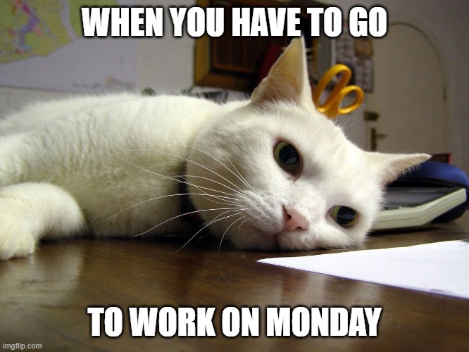 Annoyed tired bored cat  | WHEN YOU HAVE TO GO TO WORK ON MONDAY | image tagged in annoyed tired bored cat | made w/ Imgflip meme maker