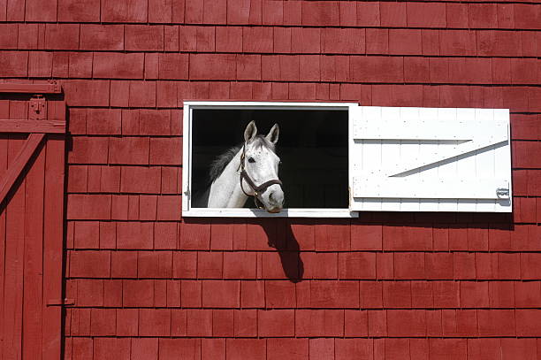 Horse meme for my school assignment Blank Meme Template