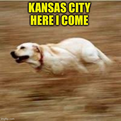 Speedy doggo | KANSAS CITY 
HERE I COME | image tagged in speedy doggo | made w/ Imgflip meme maker