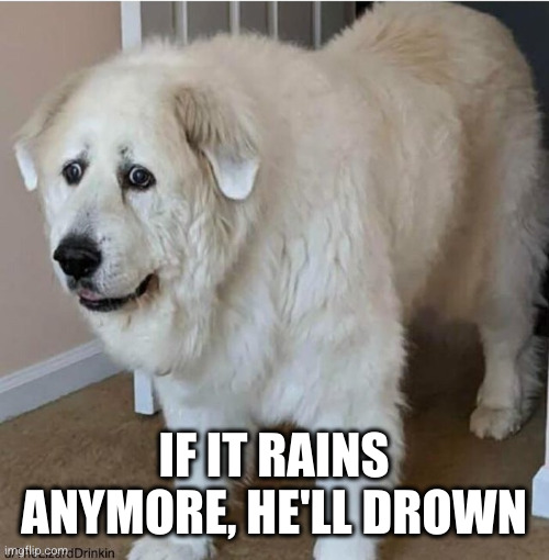 scared dog | IF IT RAINS ANYMORE, HE'LL DROWN | image tagged in scared dog | made w/ Imgflip meme maker