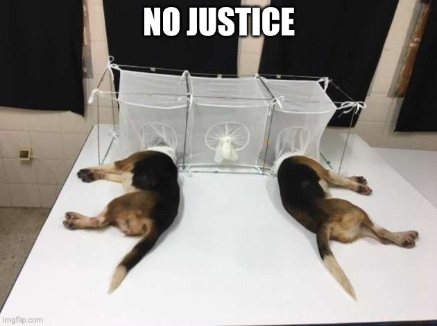 Anthony Fauci Loves Dogs and People | NO JUSTICE | image tagged in anthony fauci loves dogs and people | made w/ Imgflip meme maker